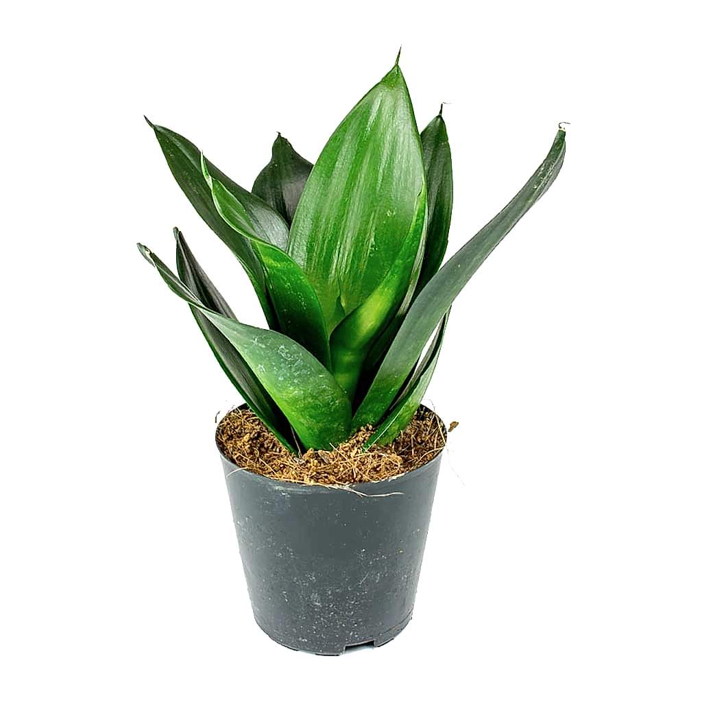 Sansevieria trifasciata Black Dragon - Snake Plant