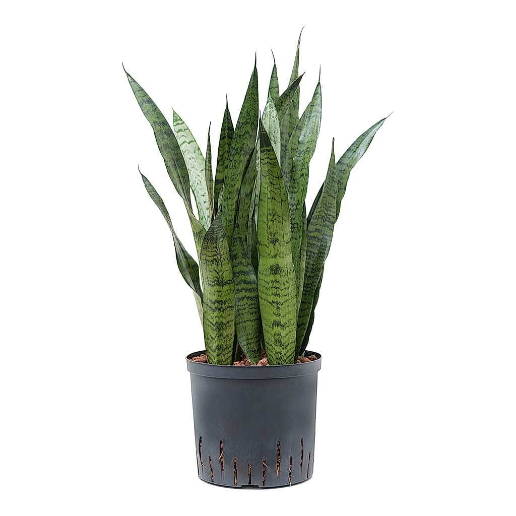 Sansevieria zeylanica Hydroculture Indoor Plant Large