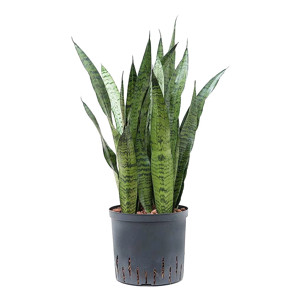 Sansevieria zeylanica Hydroculture Indoor Plant Large