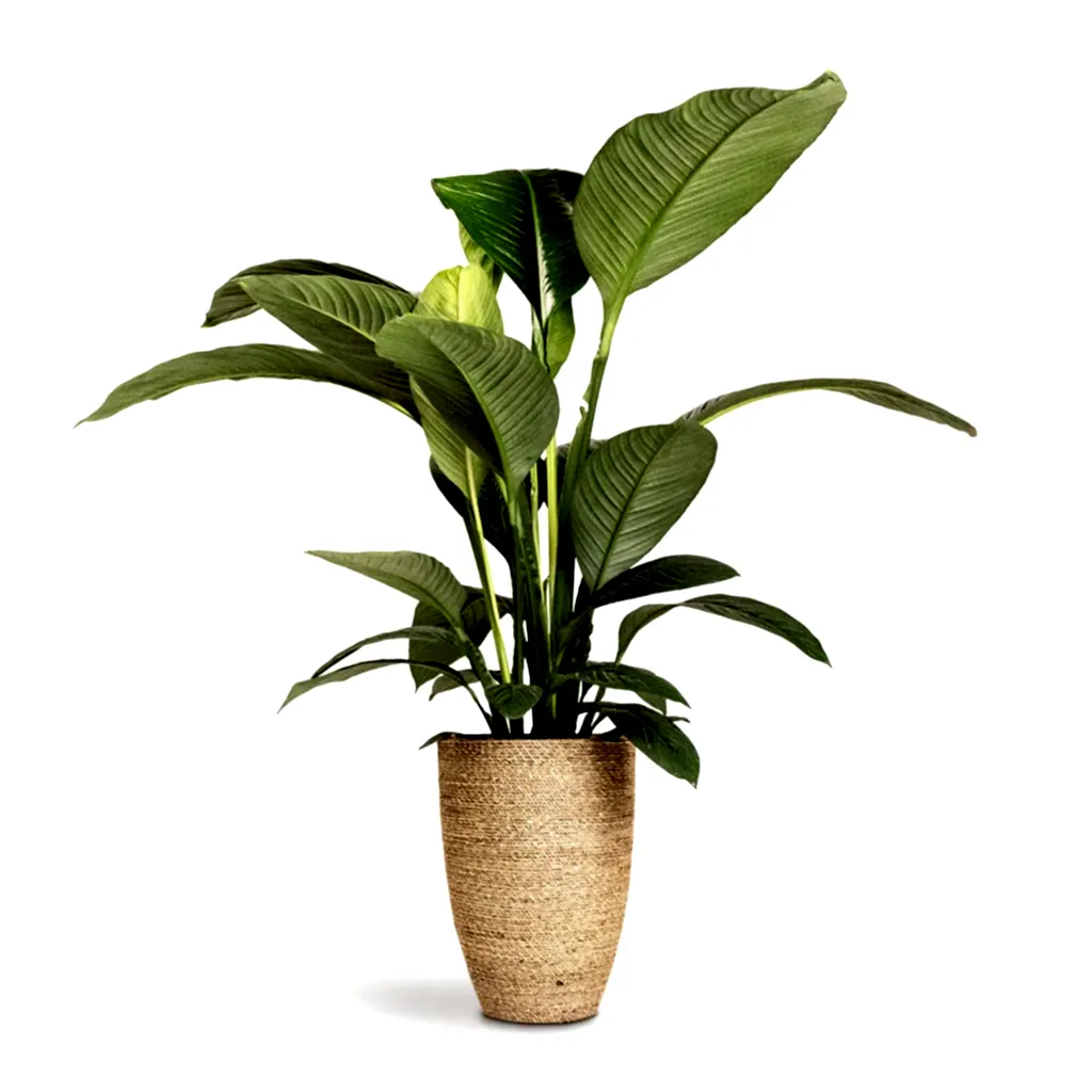 Spathiphyllum Sensation Peace Lily & Ben Plant Pot Straw Grass
