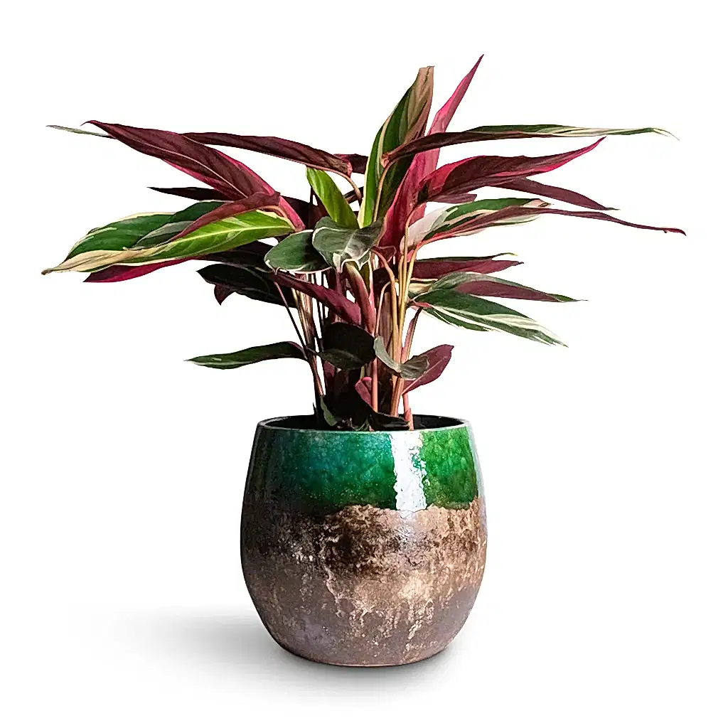 Stromanthe sanguinea Triostar Houseplant & Lindy Plant Pot - Black Green