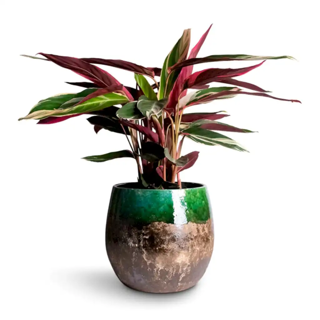 Stromanthe sanguinea Triostar Houseplant &amp; Lindy Plant Pot - Black Green