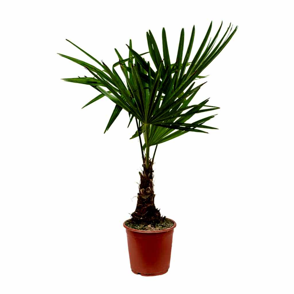 Trachycarpus fortunei - Windmill Palm 75cm