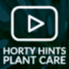 How To Look After Ficus Lyrata Fiddle Leaf Fig Houseplant - Hortology Care Tips