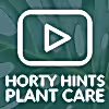 How To Look After Dracaena Lemon Lime Houseplants - Hortology Plant Care Tips
