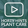 How To Look After Aglaonema Stripes Chinese Evergreen Houseplant - Hortology Care Tips