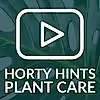 Maidenhair Fern Houseplant Care Tips From Hortology