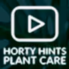 How To Look After Chlorophytum Ocean Spider Plant Houseplant - Hortology Care Tips