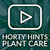 Houseplant Care Tips - Howea forsteriana - Kentia Palm