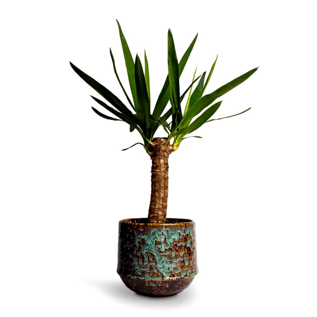 Yucca elephantipes Spineless Yucca & Noud Plant Pot - Marrakesh
