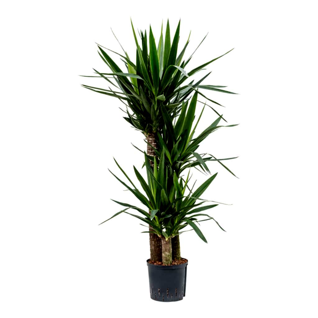 Yucca Multi Stem Hydroculture Indoor Plant 3 Stems